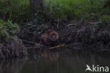 Europese bever (Castor fiber)