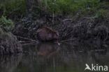 Europese bever (Castor fiber)