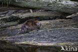 Europese bever (Castor fiber)