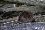 Europese bever (Castor fiber)