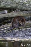 Europese bever (Castor fiber)