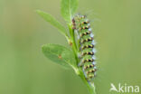 Kleine nachtpauwoog (Saturnia pavonia)