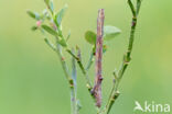 Geelbruine bandspanner (Plagodis pulveraria)