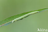 Witbandspanner (Spargania luctuata)