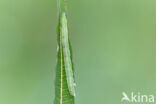 Witbandspanner (Spargania luctuata)