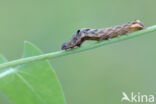 Houtspaander (Axylia putris)