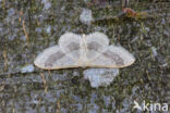 Grijze stipspanner (Idaea aversata)