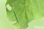 Gele oogspanner (Cyclophora linearia)