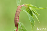 Haarbos (Ochropleura plecta)