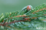 Dennenpijlstaart (Hyloicus pinastri)