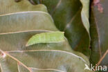 Gele oogspanner (Cyclophora linearia)