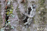 Gewone bandspanner (Epirrhoe alternata)