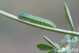 Gele luzernevlinder (Colias hyale)