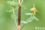 Gevlamde uil (Actinotia polyodon)