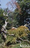 Beuk (Fagus spec.)