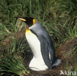 Koningspinguin (Aptenodytes patagonicus)