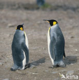 Koningspinguin (Aptenodytes patagonicus)