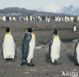 Koningspinguin (Aptenodytes patagonicus)