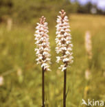 Gevlekte orchis (Dactylorhiza maculata) 