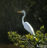 Grote zilverreiger (Casmerodius albus)