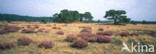 Grove den (Pinus sylvestris)