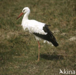 Ooievaar (Ciconia ciconia)