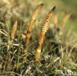 Reuzenpaardenstaart (Equisetum telmateia)