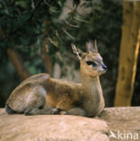 Klipspringer (Oreotragus oreotragus)