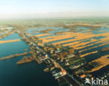 Riet (Phragmites australis)