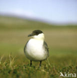 Kleinste Jager (Stercorarius longicaudus)