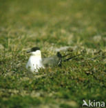 Kleinste Jager (Stercorarius longicaudus)