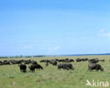 Kaapse buffel (Syncerus caffer)