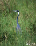 Zwartkopreiger (Ardea melanocephala)