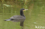 Aalscholver (Phalacrocorax carbo)