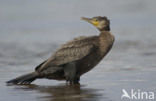 Aalscholver (Phalacrocorax carbo)