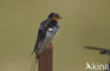 Boerenzwaluw (Hirundo rustica) 