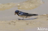 Boerenzwaluw (Hirundo rustica) 