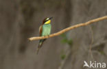 Europese Bijeneter (Merops apiaster)