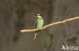 Europese Bijeneter (Merops apiaster)