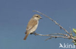 Grauwe Klauwier (Lanius collurio) 