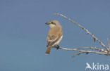 Grauwe Klauwier (Lanius collurio) 