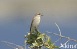 Grauwe Klauwier (Lanius collurio) 