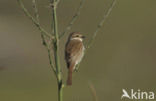 Grauwe Klauwier (Lanius collurio) 