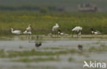 Lepelaar (Platalea leucorodia)