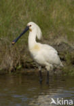 Lepelaar (Platalea leucorodia)