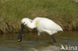 Lepelaar (Platalea leucorodia)