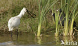 Lepelaar (Platalea leucorodia)