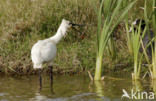 Lepelaar (Platalea leucorodia)