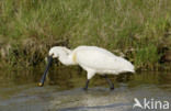 Lepelaar (Platalea leucorodia)