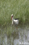 Ooievaar (Ciconia ciconia)